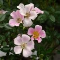 Nozomi Potted Rose