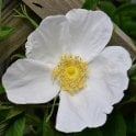 Nyveldt'S White Potted Rose