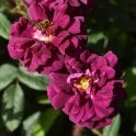 Nuits De Young Potted Rose