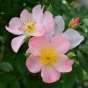 Open Arms Potted Rose