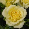 Our Dream Potted Rose