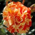 Oranges And Lemons Potted Rose