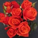 One Love Potted Rose