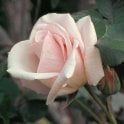 Ophelia (Climber) Bare Root Rose