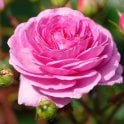 Ozeana Potted Rose