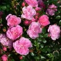 Pink Bells Potted Rose