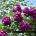 Perennial Blue Potted Rose