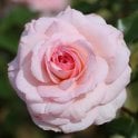 Pearl Potted Rose