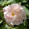 Penelope Potted Rose