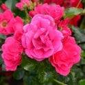 Flower Carpet Pink Potted Rose