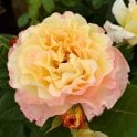 Perfect Harmony Potted Rose