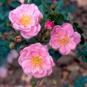 Pheasant Bare Root Rose