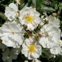 Penelope Hobhouse Potted Rose