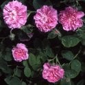 Petite de Hollande Bare Root Rose