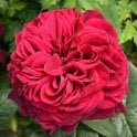 Proper Job Potted Rose