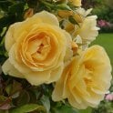 Poetical Liz Potted Rose