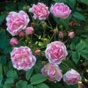 Princess Louise Bare Root Rose
