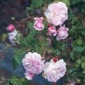 Princesse Marie Bare Root Rose