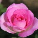 Pink Perfection Potted Rose