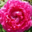 Pure Poetry Potted Rose