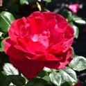 Papworth's Pride Potted Rose