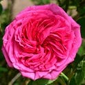 Paul Ricault Bare Root Rose