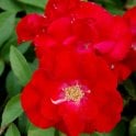 Parkdirektor Riggers Potted Rose
