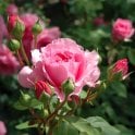 The Perse Rose Potted Rose