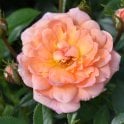 Fond Memories (Patio Standard Rose) Potted Rose