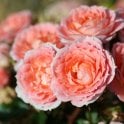 Flower Power (Patio Standard) Bare Root Rose