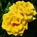 Flower Power Gold (Patio Standard) Potted Rose