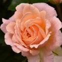 Peachy (Patio Standard) Potted Rose