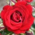 Ruby Romance (Patio Standard) Potted Rose