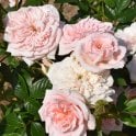 Special Friend (Patio Standard) Potted Rose