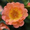Thank You (Patio Standard) Potted Rose