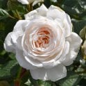 White Patio (Patio Standard) Potted Rose