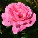 Queen Elizabeth Potted Rose