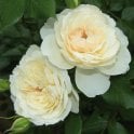 Queen's Jubilee Rose Potted Rose