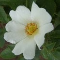 Rosa X Alba (Shrub Rose) Bare Root Rose