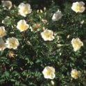Rosa Altaica (Shrub Rose) Bare Root Rose
