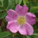 Rosa Acicularis Nipponensis (Shrub Rose) Bare Root Rose