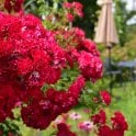 Rambling Rosie (Rambler) Potted Rose