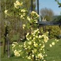 Rosa Banksiae Lutea Potted Rose