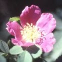 Rosa Blanda (Shrub Rose) Bare Root Rose