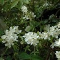 Rosa Banksiae Normalis Bare Root Rose