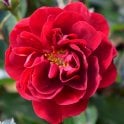 Ruby Celebration (Bush) Potted Rose
