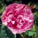 Rosa Centifolia Bare Root Rose