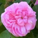 Rosa Centifolia Muscosa Bare Root Rose