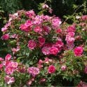Rosa Californica 'Plena' Potted Rose