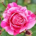 Raspberry Cream Twirl Potted Rose